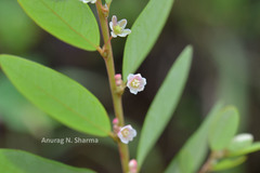 Phyllanthus gardnerianus